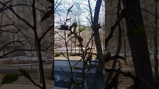 Веточки тополя на окне. #простымисловами