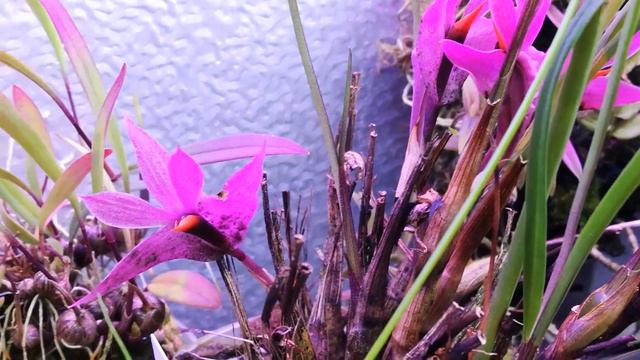 Dendrobium violaceum смотреть онлайн