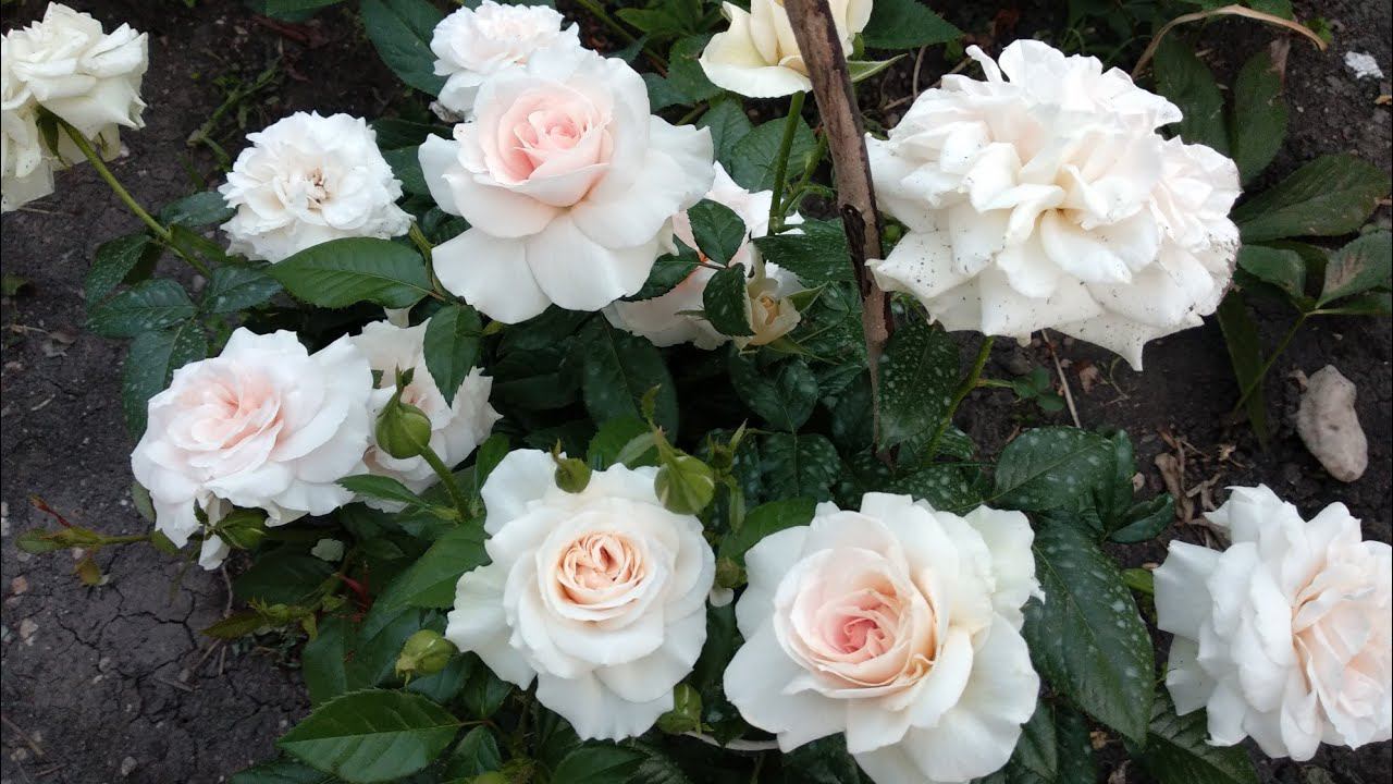 Молодые розы в моем саду. Роза Эльф (Elfe). Роза Прайд энд Преджудис (Pride and Prejudice). смотреть онлайн