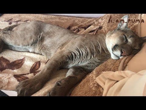 Пума Месси-соня. Puma Messi-sleepyhead