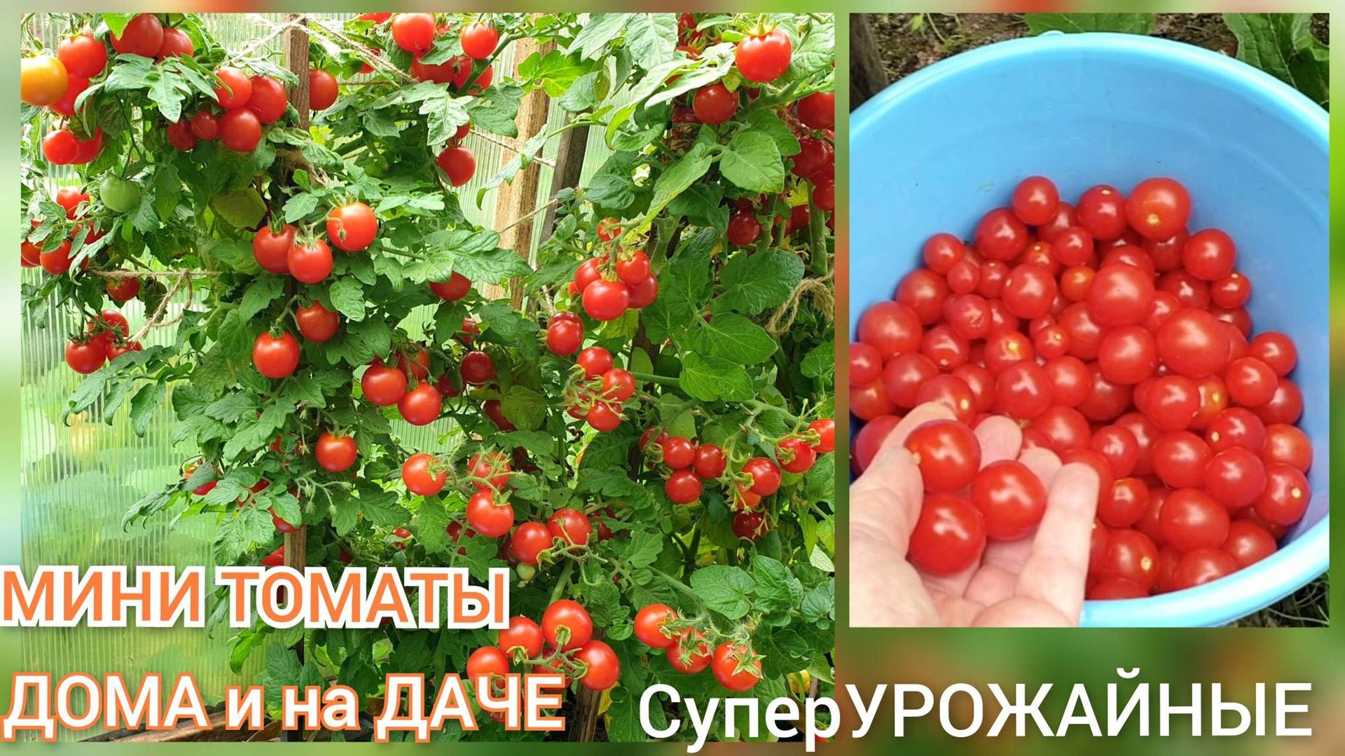 Мини томаты ЛОМЯТСЯ от УРОЖАЯ. Дома и на даче Балконное чудо и Каменный цветок смотреть онлайн