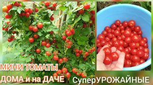 Мини томаты ЛОМЯТСЯ от УРОЖАЯ. Дома и на даче Балконное чудо и Каменный цветок