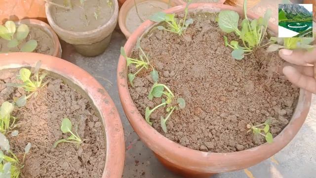 Pansy Flower | How to transplant Pansy baby plant into Big Pot | Winter Season Flowering Plants смотреть онлайн