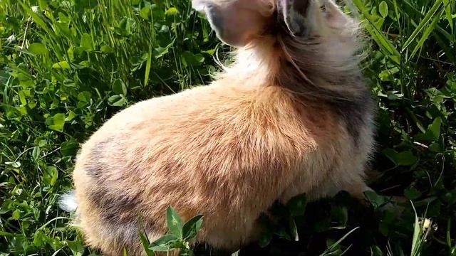 Декоративный кролик на прогулке. Ест свежую луговую траву!!! смотреть онлайн