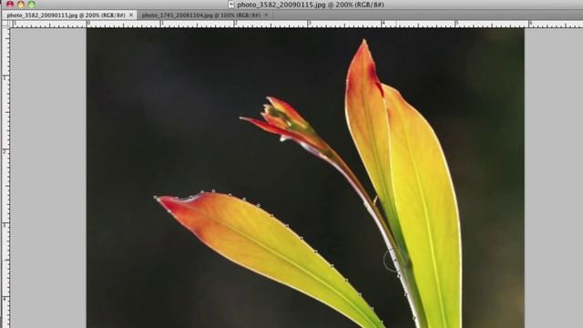 Adobe Photoshop Tutorial: Magnetic Lasso Tool смотреть онлайн