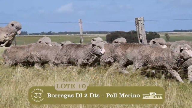 El Pampero - BORREGAS 1 смотреть онлайн
