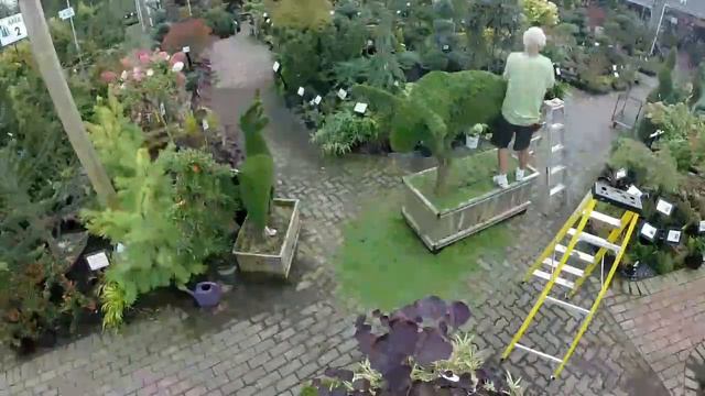 topiary perfection смотреть онлайн