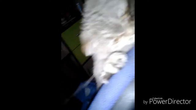 Кошка сходит с ума смотреть онлайн