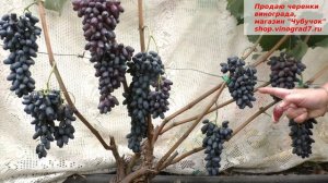 Виноград кишмиш Фейз- без рудиментов даже и раннего срока созревания! Смотрите какой красавец!