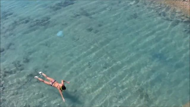 Египед акула)).wmv