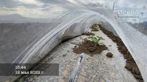 Арбуз Там Там - HD 720p