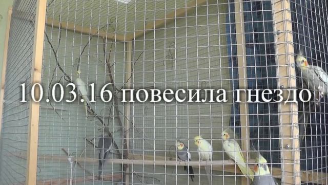 Попугаи нимфа - корелла Коротко ИТОГИ РАЗВЕДЕНИЯ сроки. Селя и Гриша. смотреть онлайн
