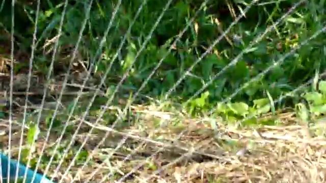 Вы еще не любите стаффиков?! Тогда мы идем к Вам! Веселая барышня