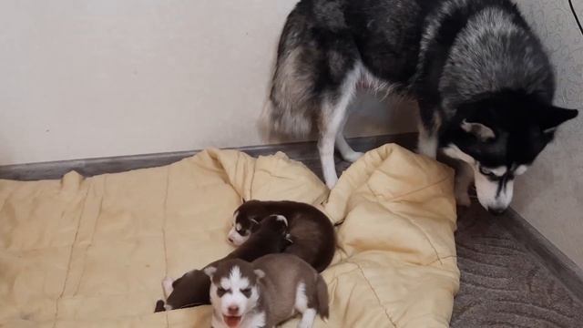 ПЕРВЫЙ ПРИКОРМ/ Щенки Хаски Джесси и Байкала смотреть онлайн