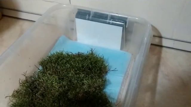 Улитки ахатины уход и содержание. Чем кормить улиток ахатин. смотреть онлайн