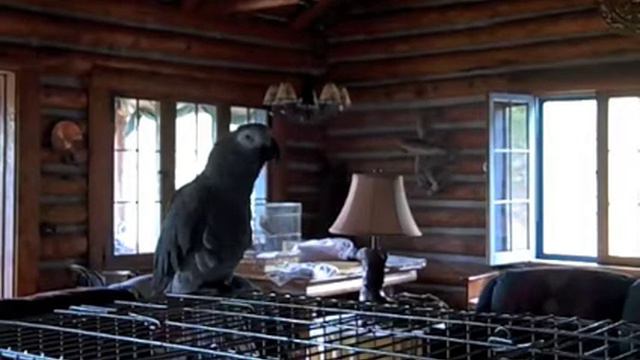 Albert Robbins the talking and dancing African grey parrot! смотреть онлайн