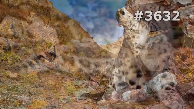 #3632. Снежный барс (ирбис) (В мире животных) смотреть онлайн