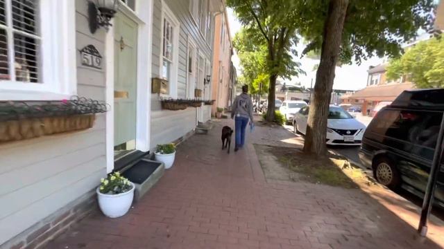 9yo Irish Wolf Hound mix (Wally) Best Dog Trainers in Fredericksburg VA смотреть онлайн