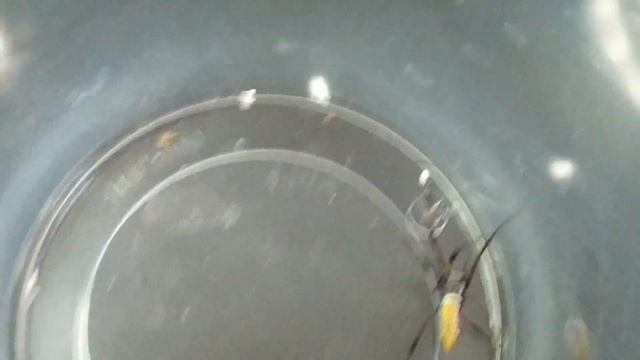 61. Moje nowe pająki nephila inaurata i bumba horrida. Paczka ze Spider Lublin. смотреть онлайн