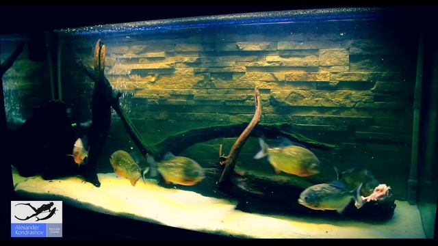 Амазонские Пираньи Eдят Курицу. Piranhas Eat Chicken. смотреть онлайн