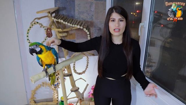Как да ДРЕСИРАМ папагал да не КРЕЩИ? Как да отуча папагал от ВИКАНЕ?/How to reduse parrot screaming смотреть онлайн