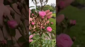 Отзыв покупателя о покупке Розы Хевенли Пинк