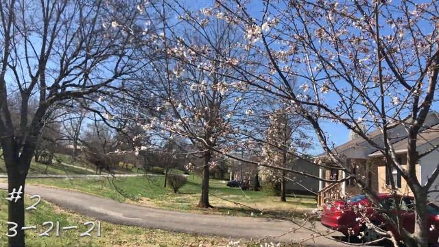 Spring 2021 Update - Yoshino Cherry Trees смотреть онлайн