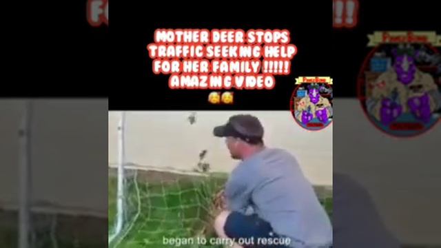 Amazing Mother Deer stops Traffic to get driver to help her fawn in danger смотреть онлайн