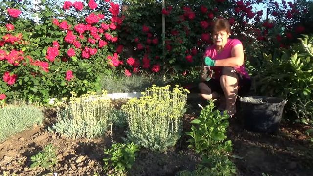 Очиток скальный Что делать с цветами смотреть онлайн