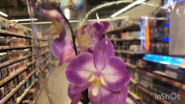 Сортовые орхидеи в Магните Самара - Reyoung Prince, Montreux, Jupiter