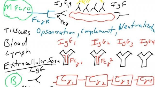 Antibody effector function - IgG IgA IgE IgD