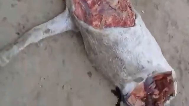 Жесть люди не уважают животных смотреть онлайн