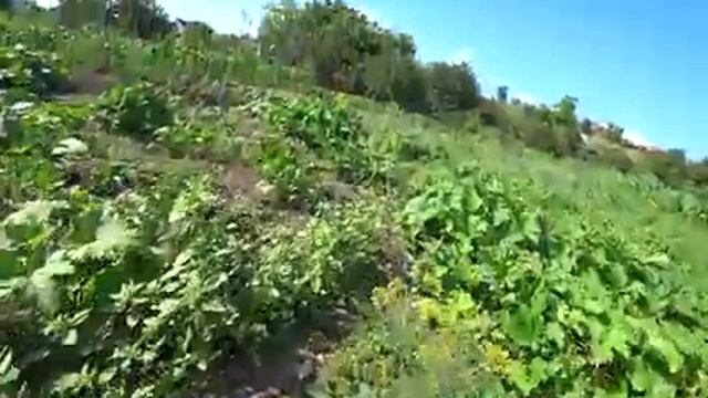 Утренние ГОСТИ разбудили, Муж старается для меня! Куда девать кабачки? смотреть онлайн