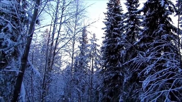 Волчьи законы семьи Бровченко!//ШОК/ Обзор видео// смотреть онлайн