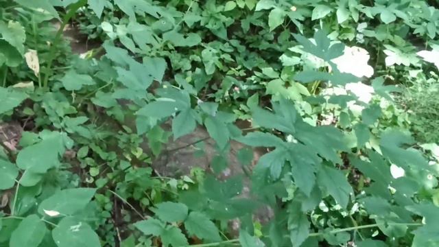 Лесной родник (почти горная река) смотреть онлайн