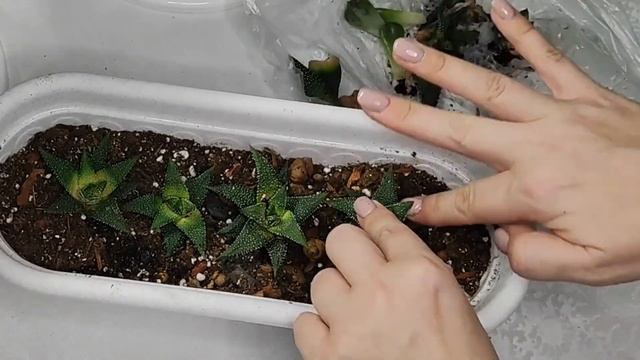 СУККУЛЕНТЫ РАЗМНОЖЕНИЕ УХОД! Правильный грунт для суккулентов, полив, освещение смотреть онлайн