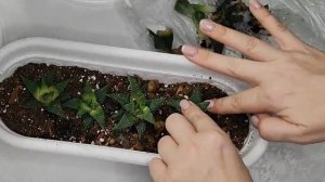 СУККУЛЕНТЫ РАЗМНОЖЕНИЕ УХОД! Правильный грунт для суккулентов,  полив, освещение