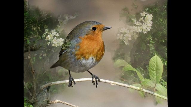 Часть 8 Птичка малиновка (зарянка) поет для вас из Англии, здесь она Robin. Part 8 смотреть онлайн