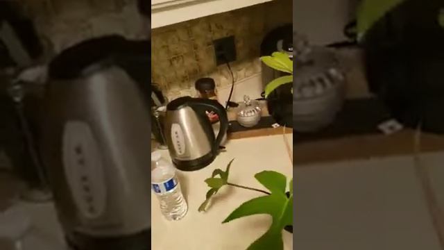 Introduction to the Philodendron Pedatum AKA "Florida Beauty" 🌱🌱🌱 смотреть онлайн