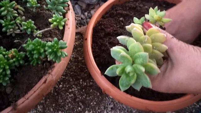 BAHÇE SÖKÜM PART 3 Sedum ve Sukulentleri Söktüm смотреть онлайн