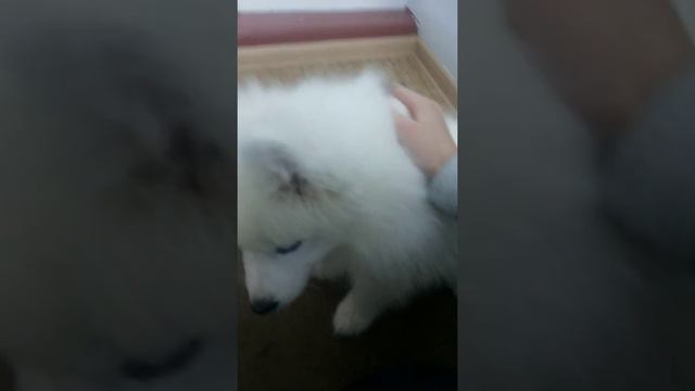 ДРЕССИРОВКА||SAMOED SKAY ♡☆ смотреть онлайн