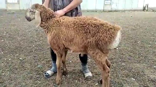 Гиссарский кочкарик Гигант рождён в 08.04.2019 г. на видео ему 3 месяца и 13 дней, только худоват! смотреть онлайн