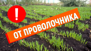 #от_проволочника ОТ ПРОВОЛОЧНИКА #овес#посев_овса#севооборот#что_посадить_после_картошки#овес_от_про