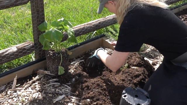 More Color in the Garden - Nursery Haul смотреть онлайн