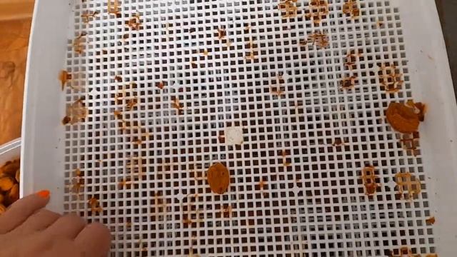 VLOG: Абрикосы в сиропе на зиму, а еще очередная партия сухофруктов готова! смотреть онлайн