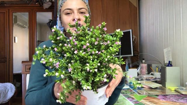 Борония Кренулата. Boronia Crenulata смотреть онлайн