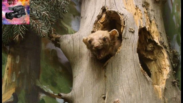 15 сентября - Российские дни леса смотреть онлайн