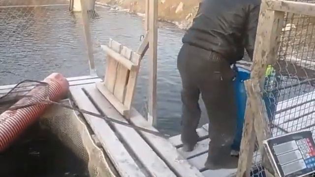 24.11.19. Запуск 55 кг форели на малый водоём в кокино смотреть онлайн