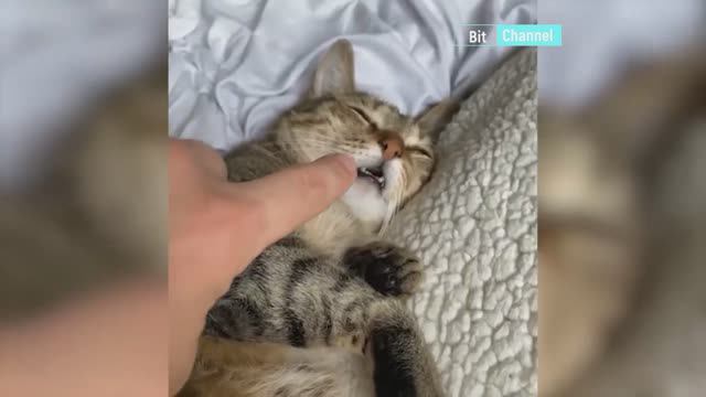 Смешные животные. Приколы с животными. Подборка март 2023 смотреть онлайн