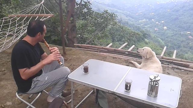 Dog sings with bansuri / Собачки подпевают флейте смотреть онлайн